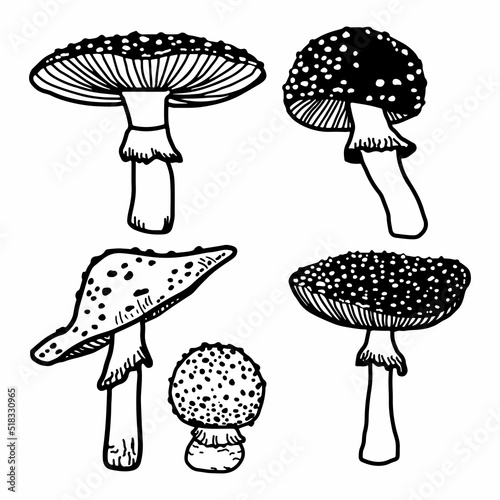 Set Illustration of mushrooms growing in the forest. Hand drawn mushroom. Doodle illustration mushroom.Forest poisonous mushroom, Medicinal plant.