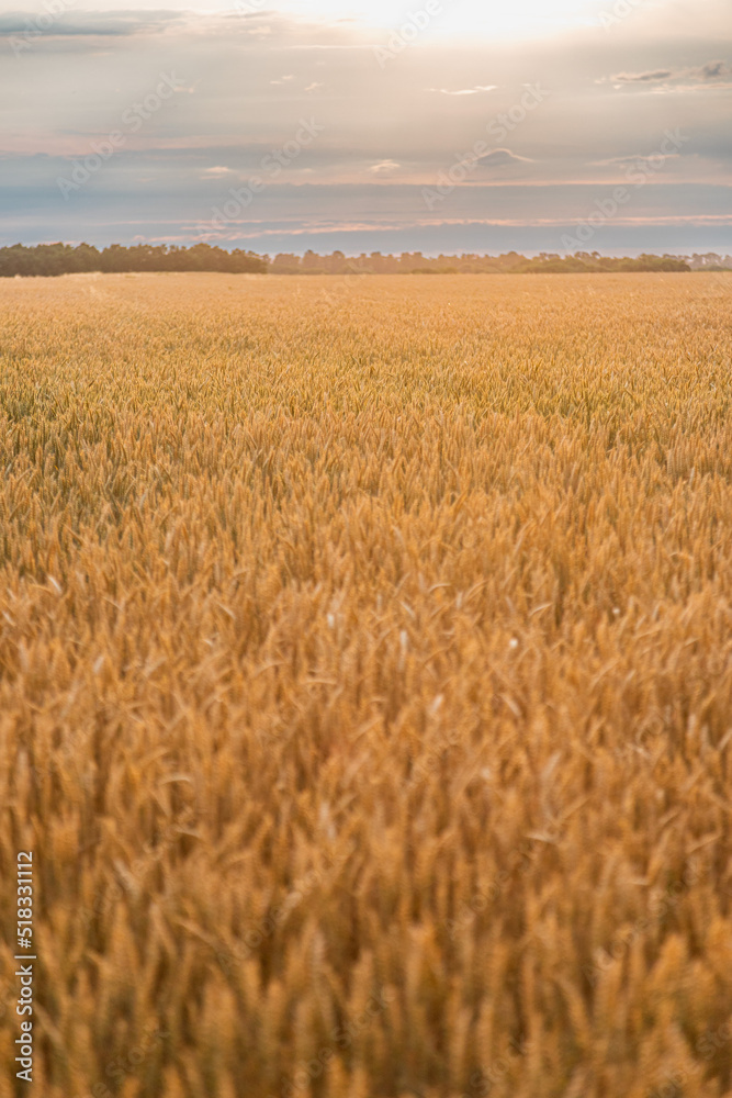 Ukrainian wheat field and sky