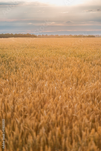 Ukrainian wheat field and sky