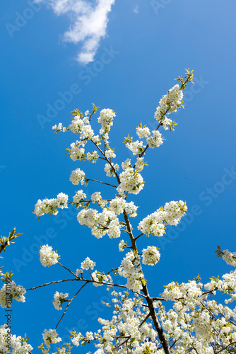 White cherry blossom flowers growing on a green branch in a home garden and isolated against blue sky with copy space. Texture detail and bunch of blossoming plants on sweet fruit tree in backyard