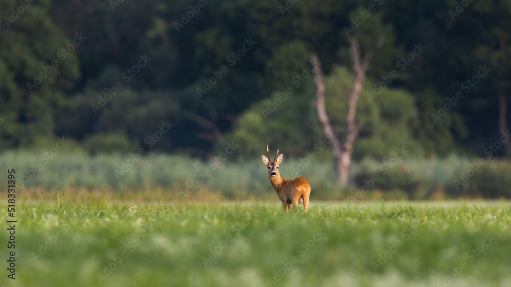 Roe deer, capreolus capreolus, looking back on floodplain with copy space. Roebuck observing over the shoulder on field. Antlered mammal staring on meadow in summer. Roe deer, capreolus capreolus, looking back on floodplain with copy space. Roebuck observing over the shoulder on field. Antlered mammal staring on meadow in summer.
