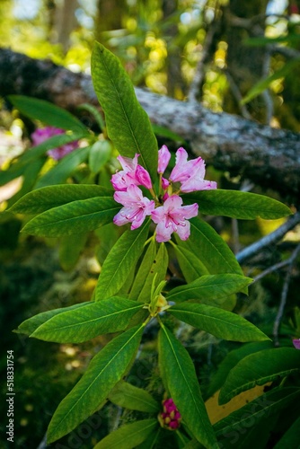 The Pacific Rhododendron in Oregon 