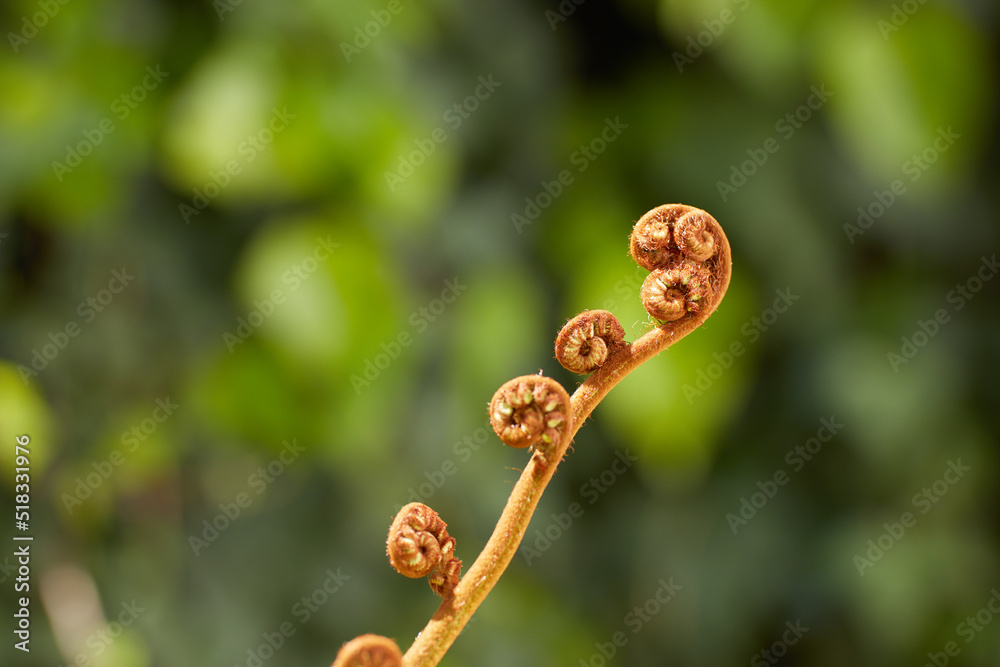 Closeup of a Male Wood Fern against a blurry background in a lush green garden or forest. Zoom in on brown plant growing in a field. Macro details, texture and nature pattern of a budding Worm Fern Closeup of a Male Wood Fern against a blurry background in a lush green garden or forest. Zoom in on brown plant growing in a field. Macro details, texture and nature pattern of a budding Worm Fern