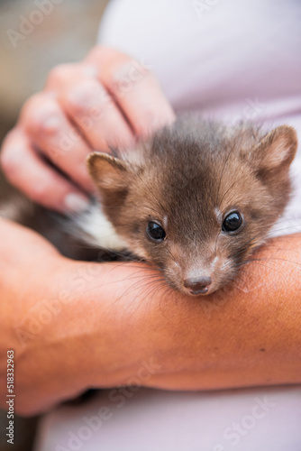 Baby marten in the arms of a woman