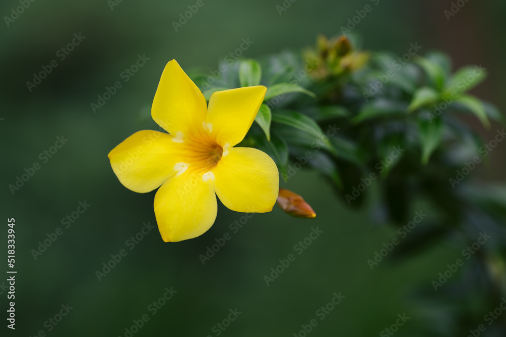 Fototapeta premium Close up of the yellow Allamanda flower with isolated blur green background