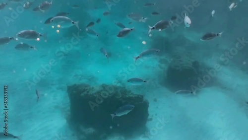 shoal of oblada fish in the mediterranean photo