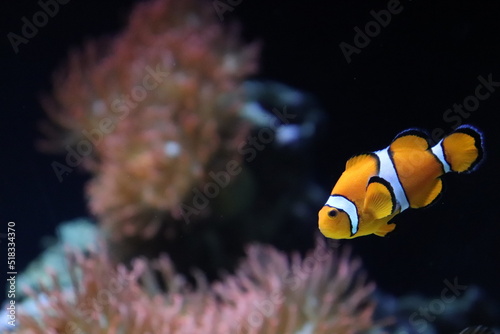 Fototapeta clownfish