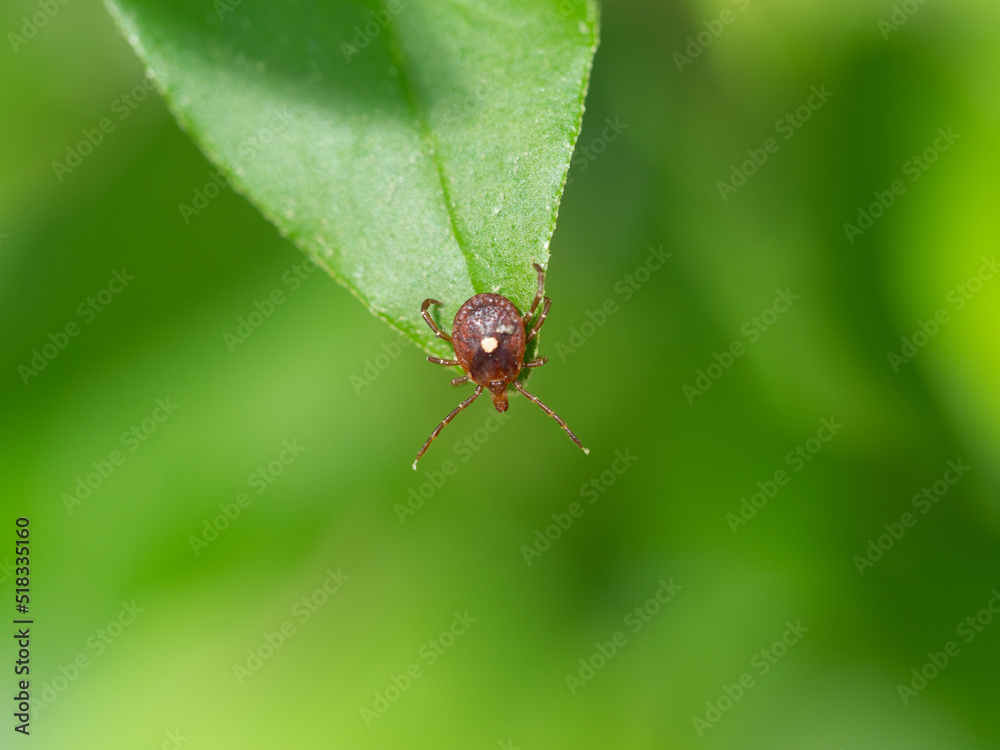 lone star tick on leaf lone star tick on leaf