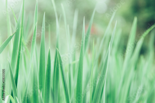 Green grass texture as background. Perspective view and selective focus. artistic abstract spring or summer background with fresh grass as banner or eco wallpaper. Leaves blur effect. Macro nature