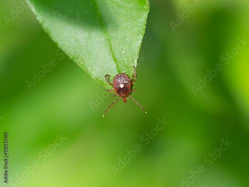 lone star tick on leaf