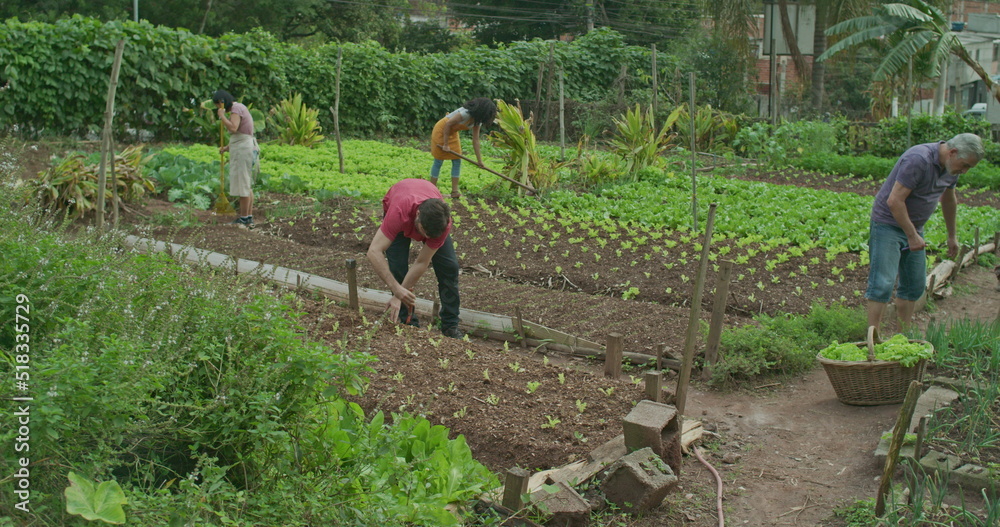 Group of community farmers cultivating food at urban small agriculture plantation. People treating the soil and walking inside farm. Diverse farmers planting vegetables and growing plants