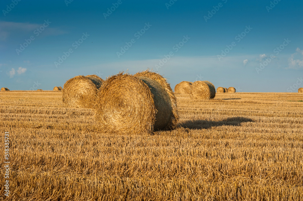straw in bales roll and stubble in the field, harvesting time in agriculture