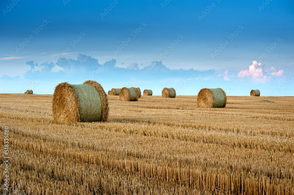 Fototapeta premium straw bales in rolls on the stubble of harvested wheat in the field against the background of the evening beautiful sky