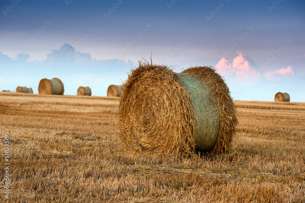 Big straw in roll in bales in the stubble of harvested wheat in the field against the background of the evening pink-purple beautiful sky