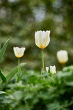 White and yellow garden tulips growing in spring with copy space background. Group of annual or perennial flowering plants. Beautiful open tulip flowers outside a backyard or a dense green park
