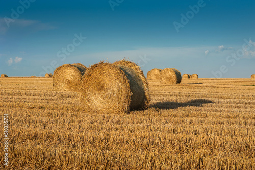 straw in bales roll and stubble in the field, harvesting time in agriculture