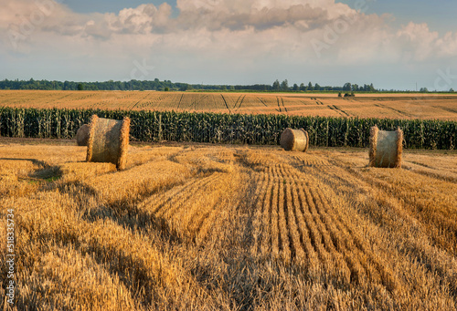 lines on the stubble after the wheat harvested in the field, bales of straw i...