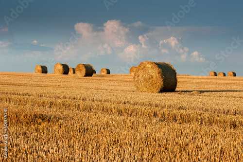 bales of straw in rolls on the stubble of harvested wheat in the field agains...