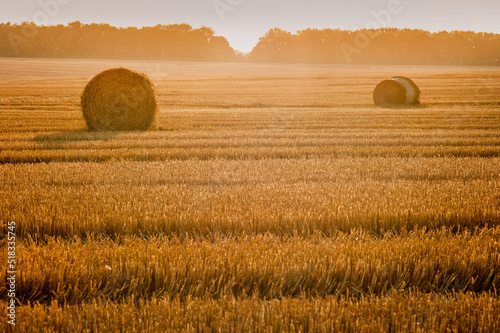 bales of straw in rolls on the stubble of harvested wheat at sunset, evening ...