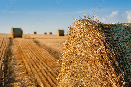 bale in the foreground on a harvested field. A large bale of straw on stubble...