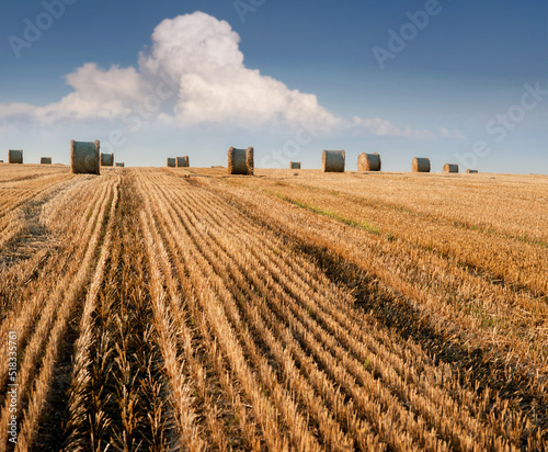 pattern of stubble harvested in the field of wheat and bales of straw in rolls against the background of a beautiful sky