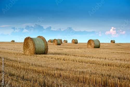 straw bales in rolls on the stubble of harvested wheat in the field against the background of the evening beautiful sky