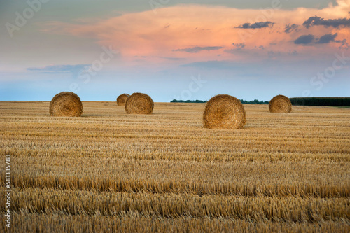 straw in bales roll and stubble in the field at evening time, harvesting in a...