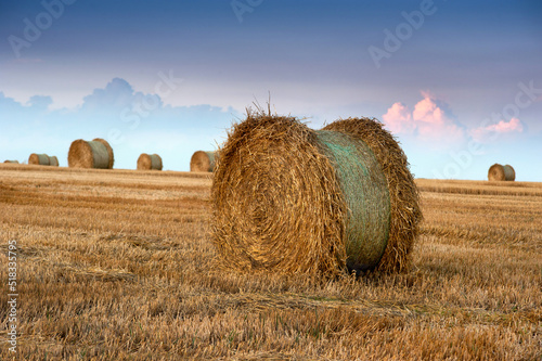 Big straw in roll in bales in the stubble of harvested wheat in the field aga...