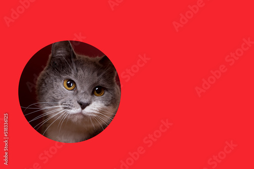A cute gray cat peeking out of a hole on a red background. Concept, template, copy space.
