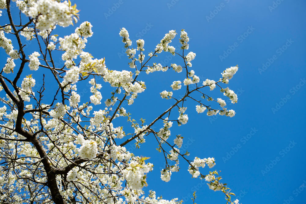 Branches of white japanese cherry blossoms against a clear blue sky background. Low angle of delicate prunus serrulata fruit tree from the rosaceae species blooming in a garden on a sunny day