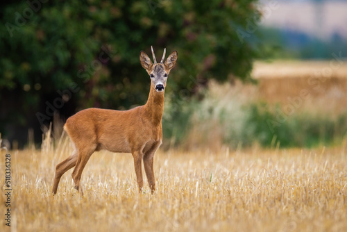 Roe deer, capreolus capreolus, looking to the camera on stubble in summer. Antlered male mammal standing on field. Roebuck watching on farmland in summertime.