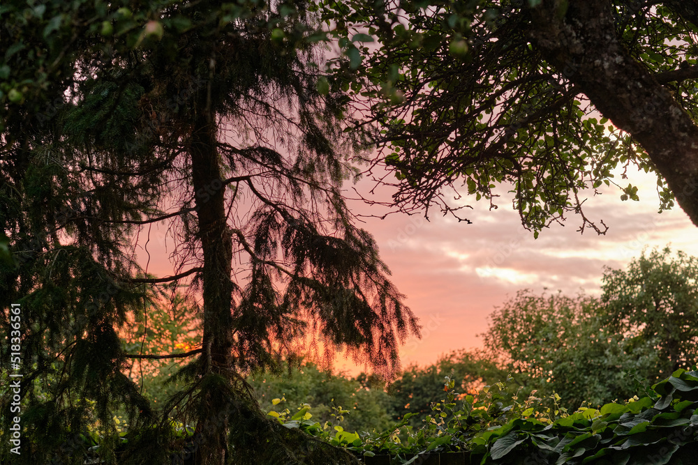 Stunning view of a jungle sunset in a green wilderness. Magical forest with lush greenery and wild trees at dawn for copy space background. Peaceful and quiet nature landscape of mysterious woodland