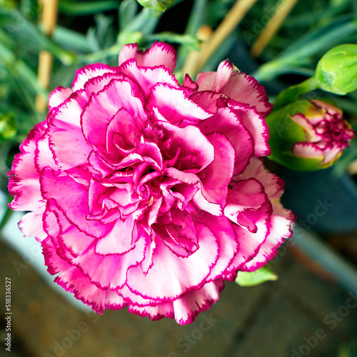 One brght pink carnation flower, top view closeup photo