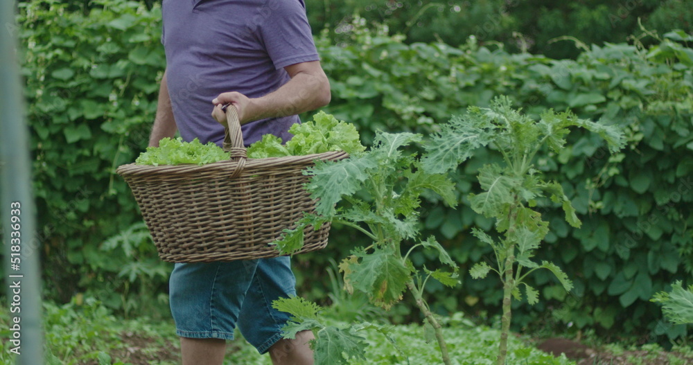 Fototapeta premium One older man carrying basket with food at community farm. Closeup hand holding organic food inside basket collecting vegetables at locally grown garden