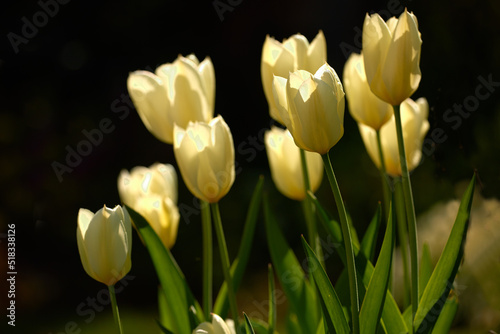 Yellow garden flowers growing against a black background. Closeup of didiers tulip from the tulipa gesneriana species with vibrant petals and green stems blooming in nature on a day in spring