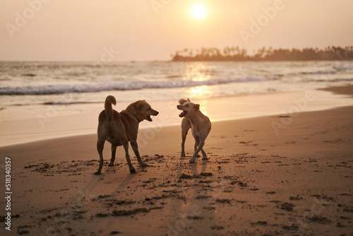 Two dogs playing on the beach at sunset in Sri Lanka