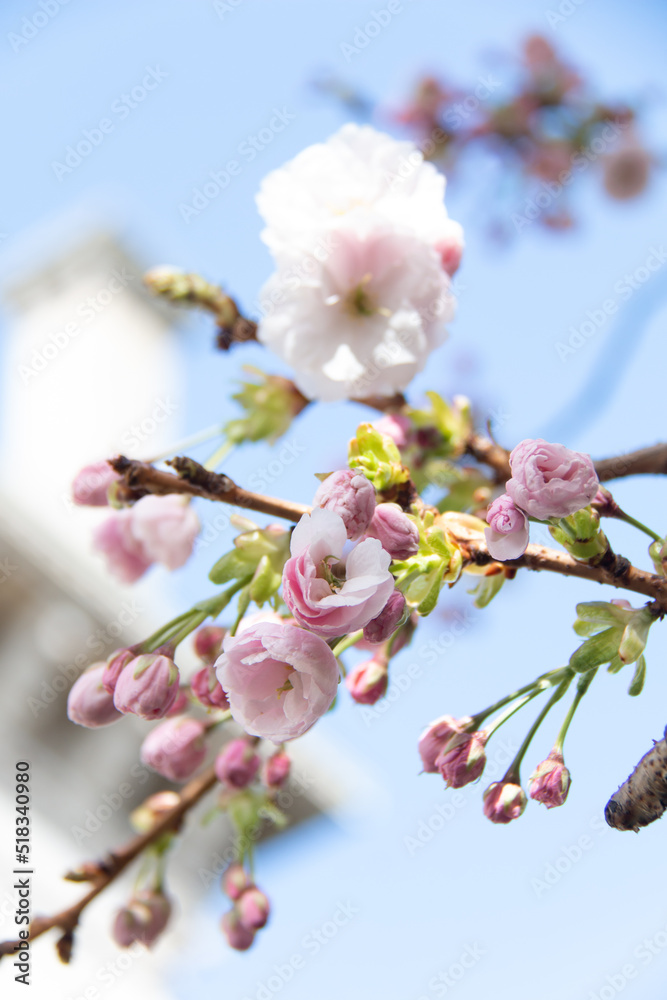Cherry blossoms at Trinity College in Dublin, Ireland, bloom on a bright sunny day in the country's capital. Beautiful, dainty, delicate, lovely, springtime, flora, nature, rebirth. 