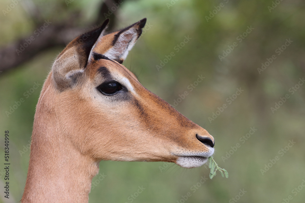 Schwarzfersenantilope / Impala / Aepyceros melampus