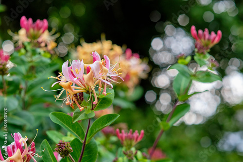 European honeysuckle flower blooming in a garden. Closeup details of colorful flower petals outdoor in summer. Beautiful vibrant lonicera periclymenum growing in a backyard or park in spring season photo