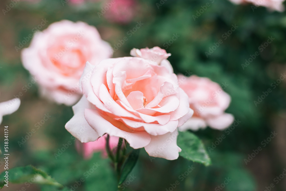 One pink roses in the garden. One pink roses in the garden.
