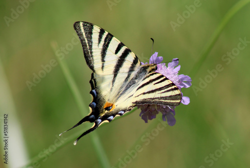 Papillon sur fleur, flambé, Iphiclides podalirius, protection de la nature et biodiversité