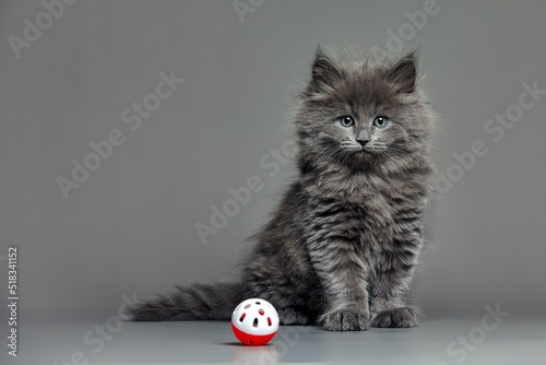 Tabby kitten playing with little ball. Studio shot against grey.