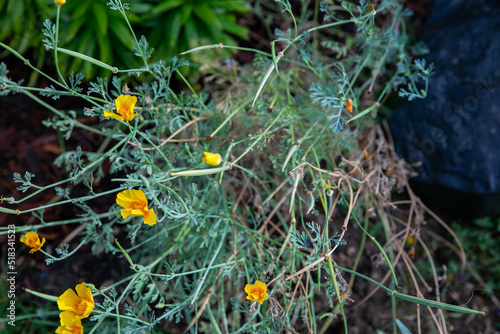 California poppy, detail of blooming yellow flowers from above, with a dark background. Bright, beautiful photo of medicinal plant. Seeds are growing and visible.