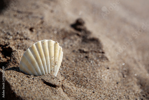 Natural sea shells on the seashore on a beautiful sunny day