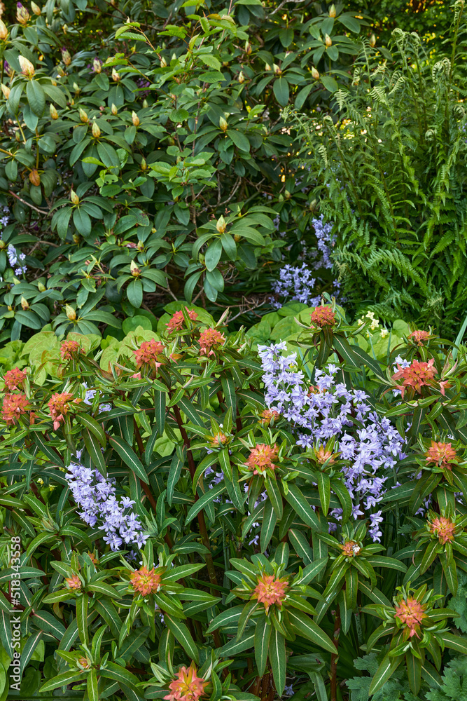 Bluebell and peking spurge flowers in a green park. Nature landscape of purple blue and orange flowering plants growing in between lush tree and shrub foliage in an outdoor spring garden or backyard