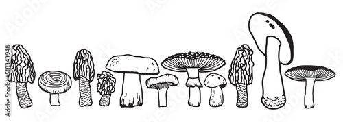 Mushrooms isolated sketch set. Autumn forest fungi. 
Family of edible mushrooms, healthy organic food. Hand Drawn collection of mushrooms. 
