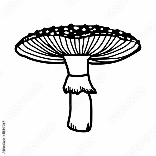 Illustration of mushrooms growing in the forest. Hand drown mushroom. Doodle illustration mushroom.Forest poisonous mushroom, Medicinal plant.