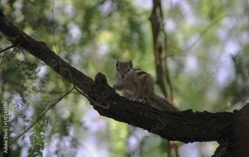 Squirrel