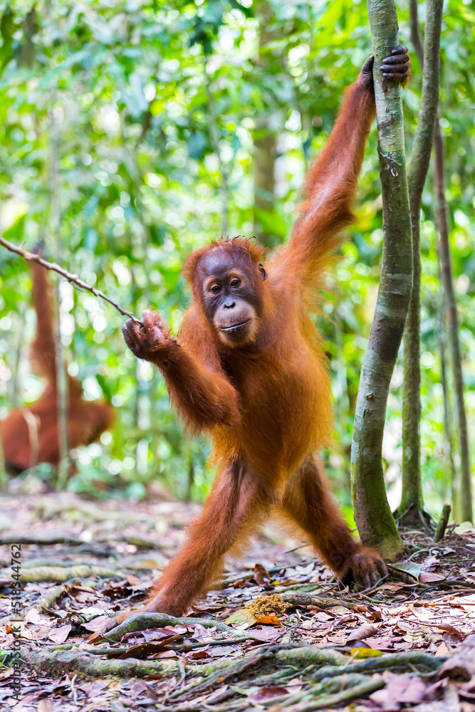 Naklejka premium Orang Utan in the rainforest of Gunung Leuser Nationalpark in Sumatra Indonesia