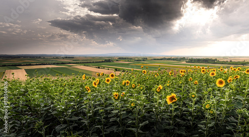 A sunflower field on a hill with blue sky.